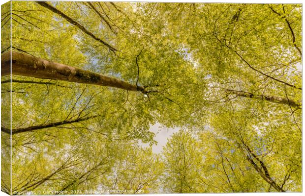 Woodland in springtime Canvas Print by Gary Holpin