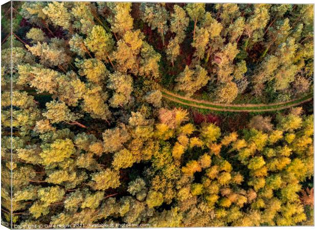 Autumn Devon woodland from above Canvas Print by Gary Holpin