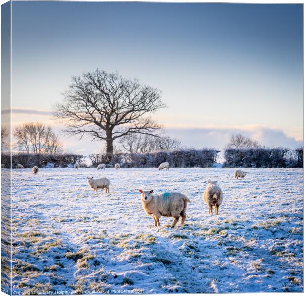 Sheep in a winter landscape Canvas Print by Gary Holpin
