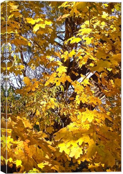 Yellow maple leaves Canvas Print by Stephanie Moore
