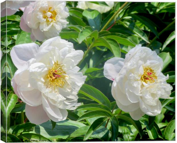 White Peonies Canvas Print by Stephanie Moore