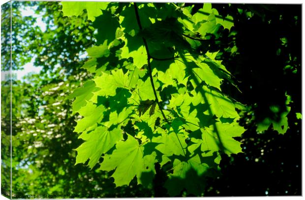 Sunlit maple leaves Canvas Print by Stephanie Moore