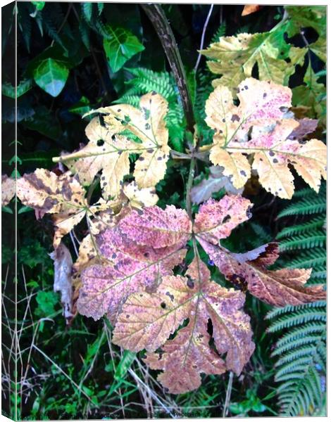 Dying Leaves Canvas Print by Stephanie Moore