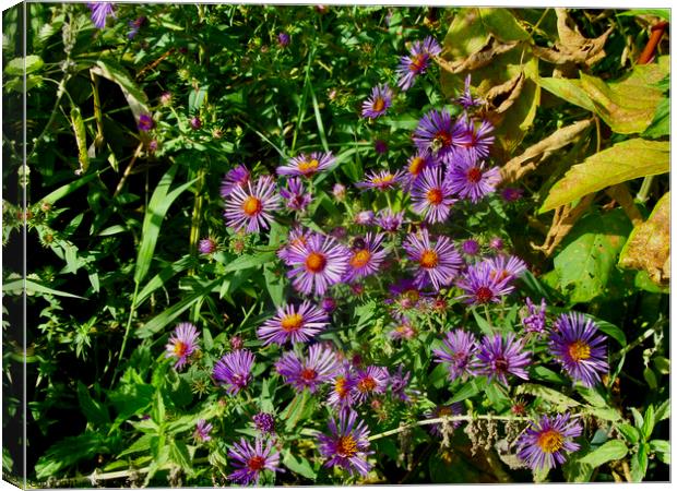 Purple Daisies Canvas Print by Stephanie Moore