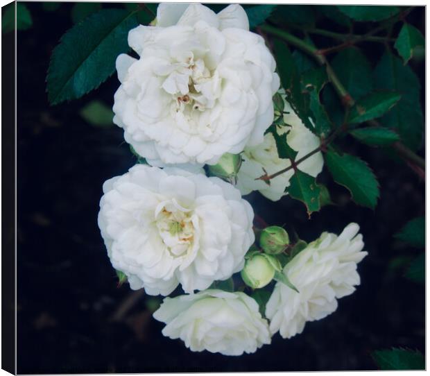 Miniature white roses Canvas Print by Stephanie Moore