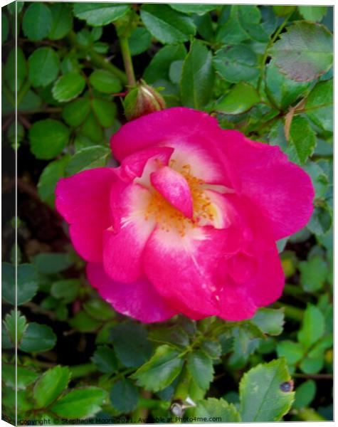 Small pink rose Canvas Print by Stephanie Moore