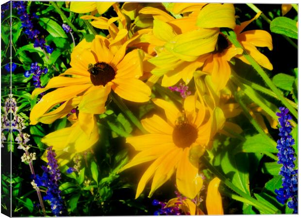 Windblown yellow daisies Canvas Print by Stephanie Moore