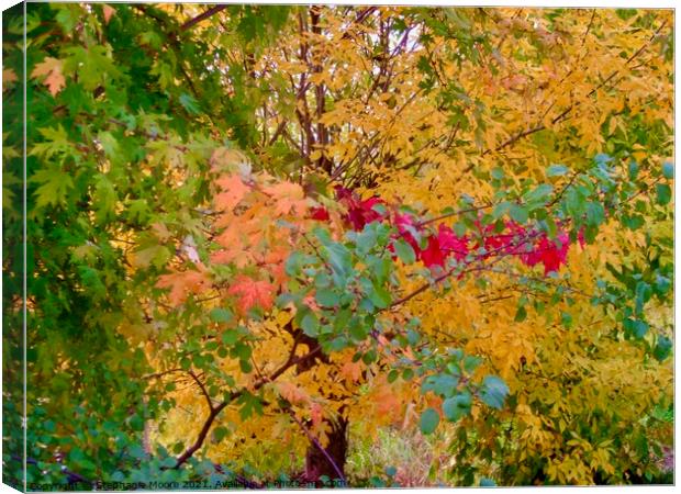 All the Colours of Fall Canvas Print by Stephanie Moore
