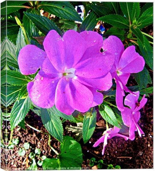 Pretty Purple Flowers Canvas Print by Stephanie Moore