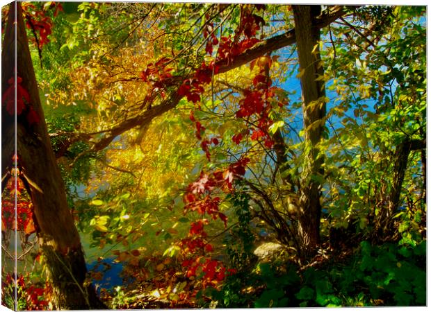 Autumn Colours 2 Canvas Print by Stephanie Moore