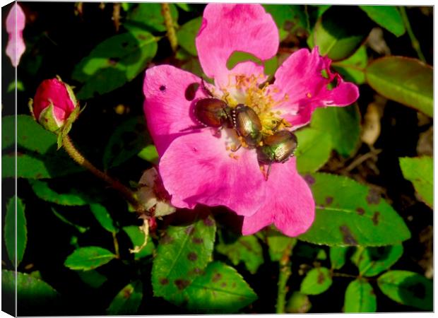 Pink Lunch Canvas Print by Stephanie Moore