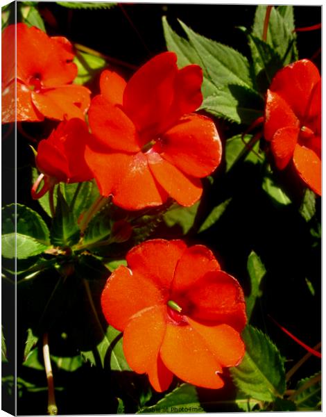 Orange flowers Canvas Print by Stephanie Moore