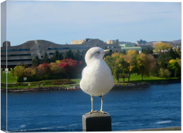 Seagull showing off his best profile Canvas Print by Stephanie Moore