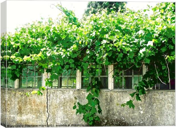 Overgrown green house in Fermanagh, Derry Canvas Print by Stephanie Moore