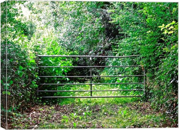 Metal Gate Canvas Print by Stephanie Moore