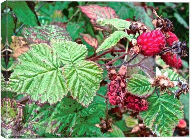 Late raspberries Canvas Print by Stephanie Moore