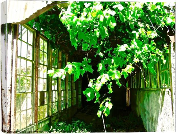 Overgrown greenhouse Canvas Print by Stephanie Moore