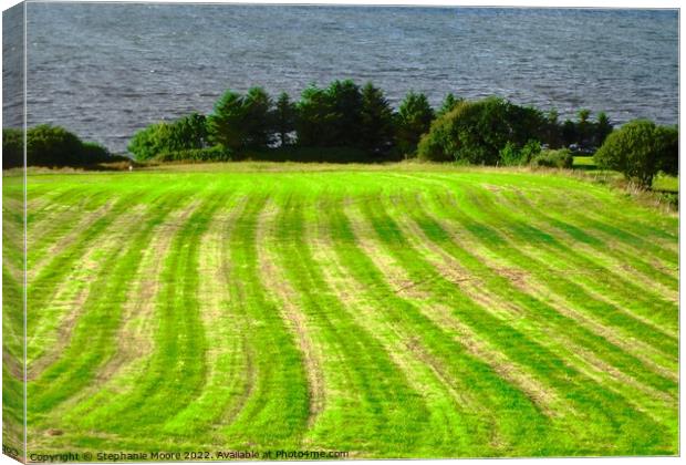 Hayfield Canvas Print by Stephanie Moore