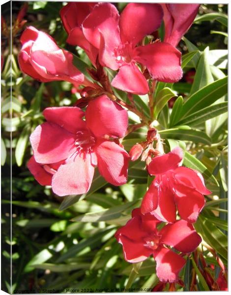 red oleanders Canvas Print by Stephanie Moore