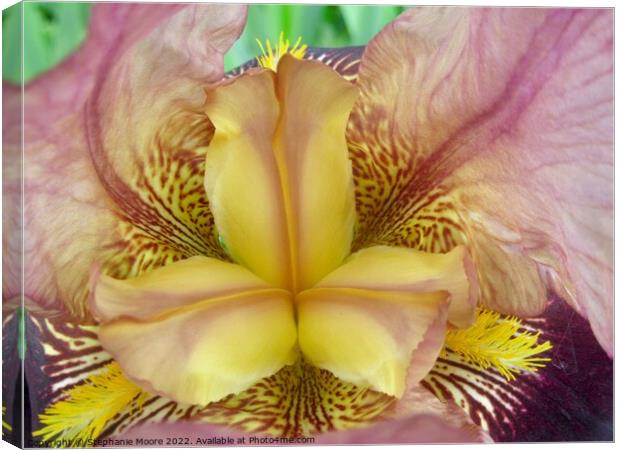 Yellow Flower Canvas Print by Stephanie Moore
