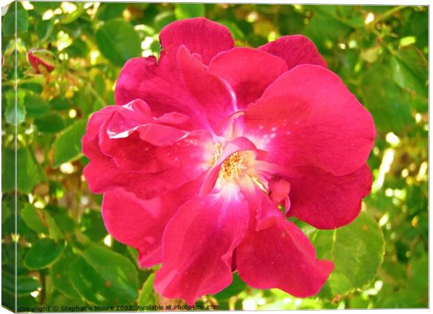 Lovely pink rose Canvas Print by Stephanie Moore