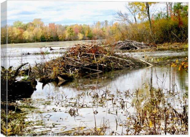 Beaver Dam Canvas Print by Stephanie Moore