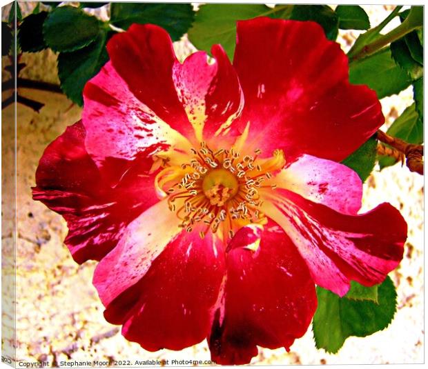 Multi-coloured rose Canvas Print by Stephanie Moore