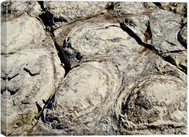 Stromatolite fossils  Canvas Print by Stephanie Moore