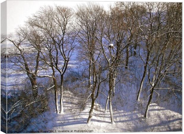 Winter trees Canvas Print by Stephanie Moore