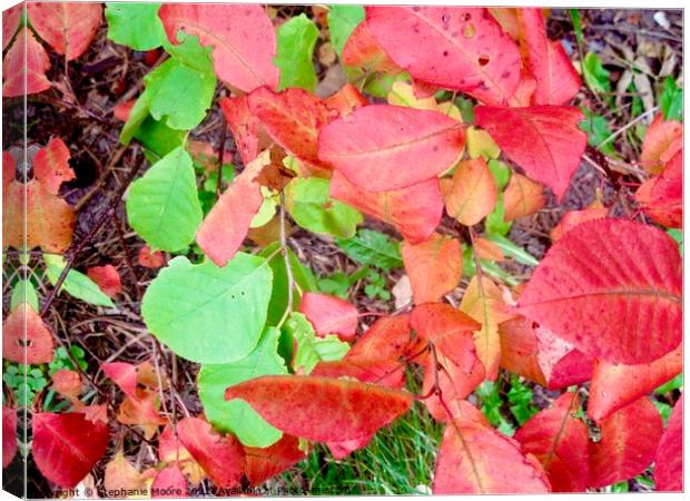 Colourful fall leaves Canvas Print by Stephanie Moore