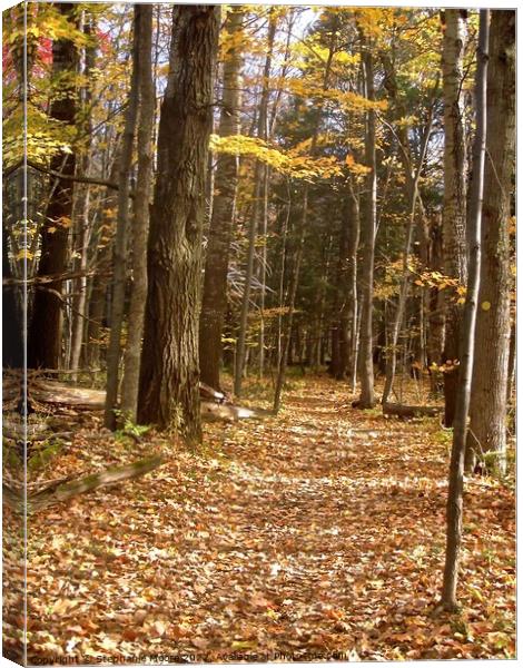 Autun forest Canvas Print by Stephanie Moore