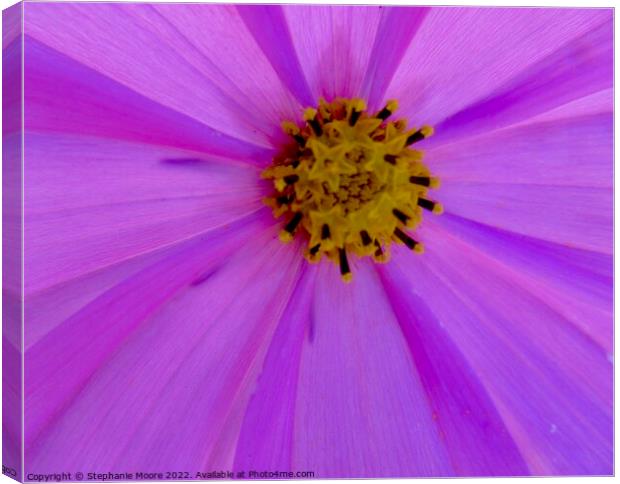 Plant flower pink Canvas Print by Stephanie Moore