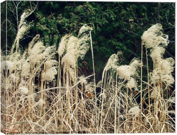 Pampas Grass Canvas Print by Stephanie Moore