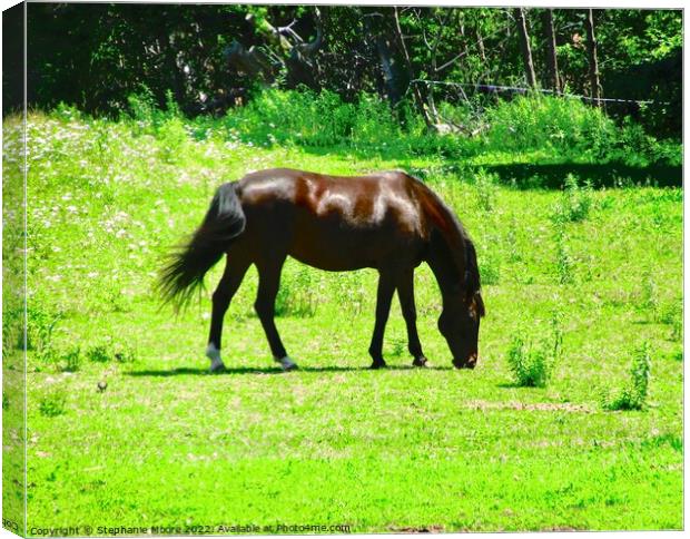 Grazing Horse Canvas Print by Stephanie Moore