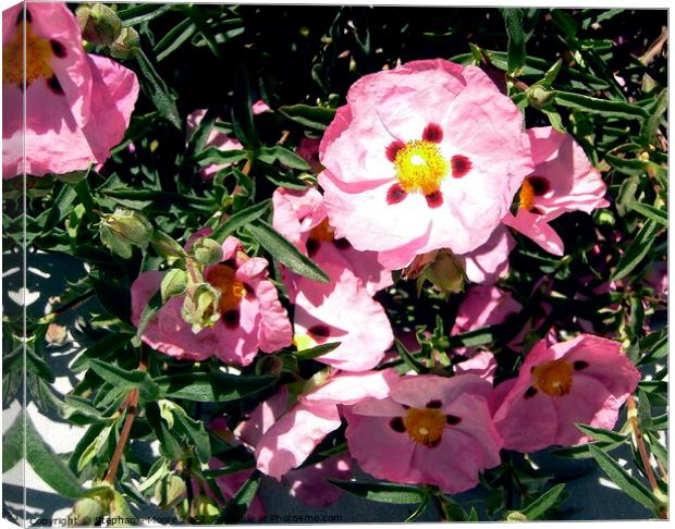Rock Roses Canvas Print by Stephanie Moore