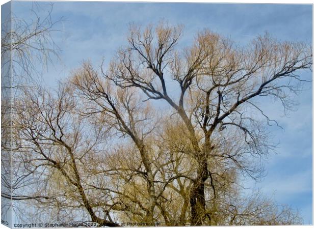 Willow Trees Canvas Print by Stephanie Moore