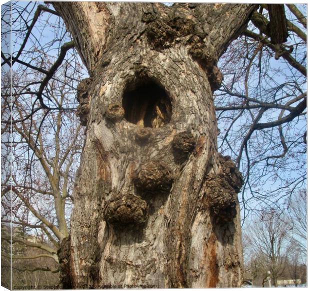 Hollow Tree Canvas Print by Stephanie Moore