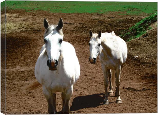 Two White Horses Canvas Print by Stephanie Moore