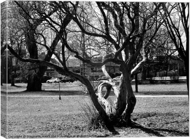 Crooked tree in black and white Canvas Print by Stephanie Moore