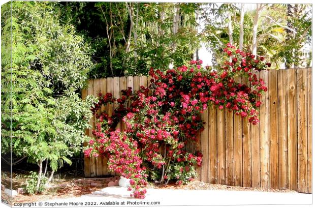 Red roses Canvas Print by Stephanie Moore