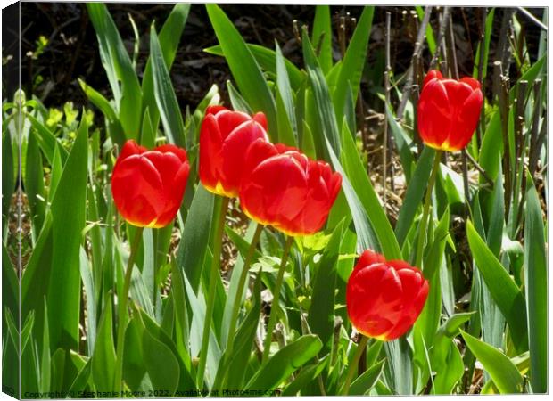 Red Tulips Canvas Print by Stephanie Moore