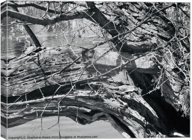 Broken tree branch in black and white Canvas Print by Stephanie Moore