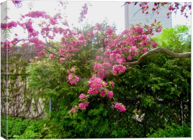 Crab apple blossoms Canvas Print by Stephanie Moore