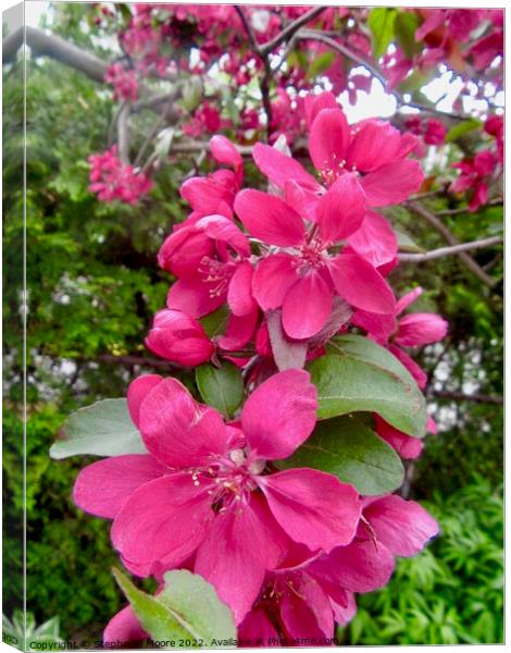 pink apple blossoms Canvas Print by Stephanie Moore