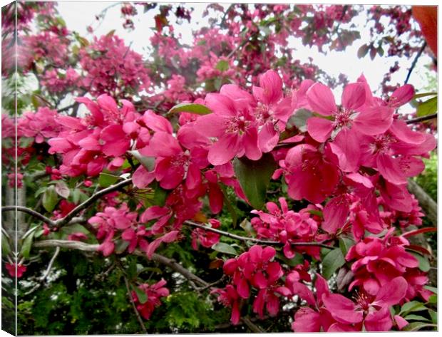 More apple blossoms Canvas Print by Stephanie Moore