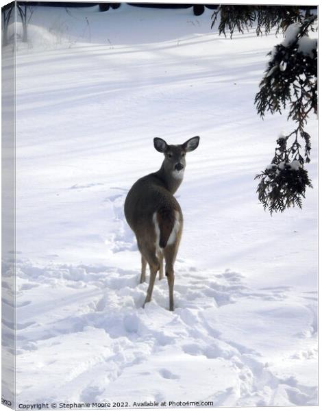 A deer standing in the snow Canvas Print by Stephanie Moore