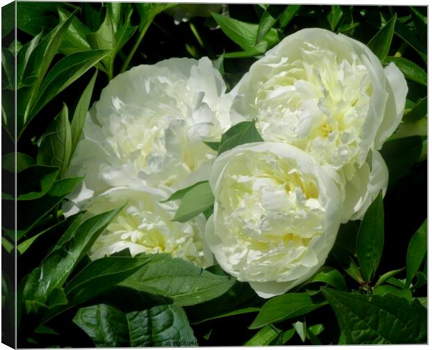 Creamy White Peonies Canvas Print by Stephanie Moore