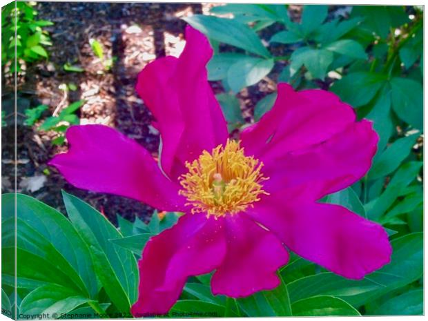 Dark pink rose Canvas Print by Stephanie Moore