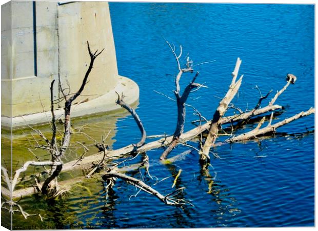 Dead Tree  Canvas Print by Stephanie Moore