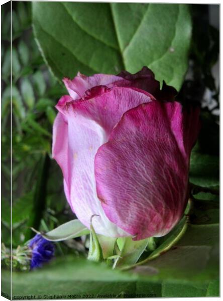 Dying pink rose Canvas Print by Stephanie Moore